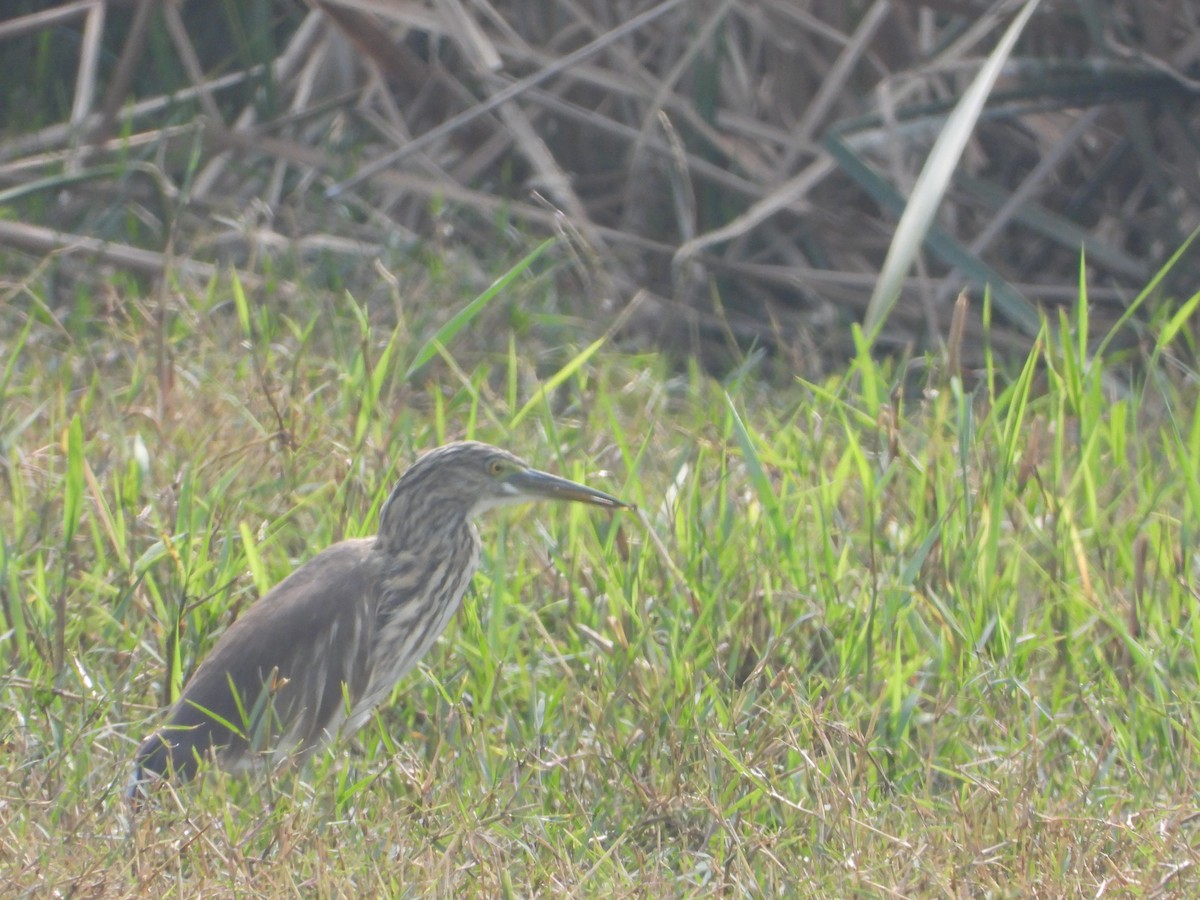 Indian Pond-Heron - ML647498435