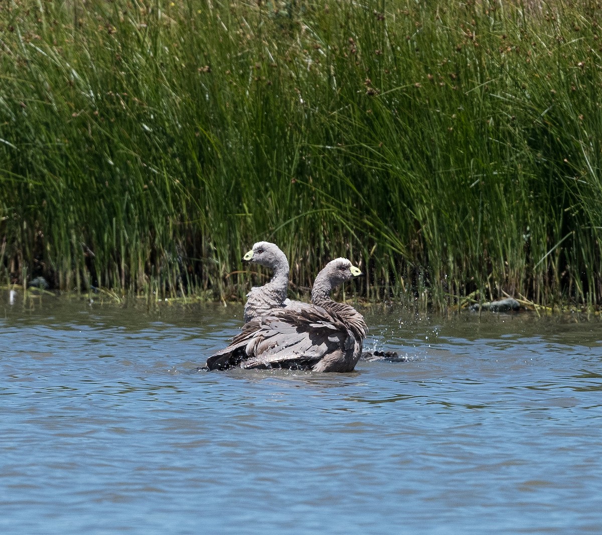 Cape Barren Goose - ML647498438