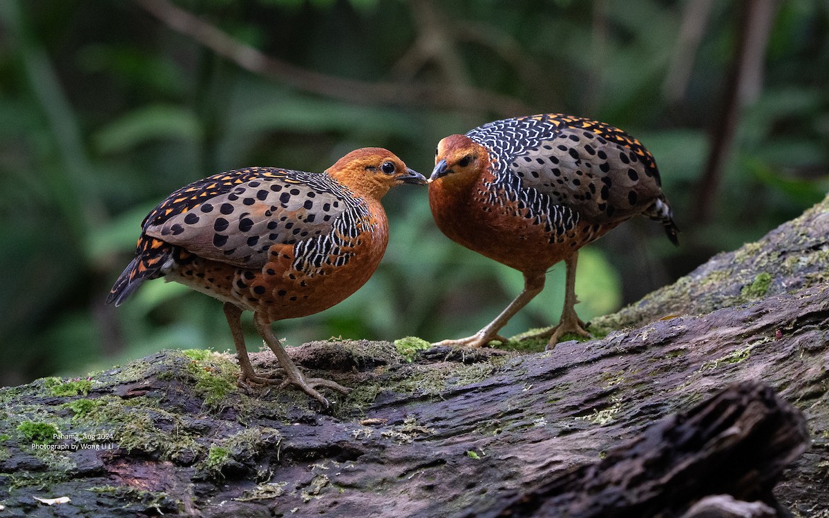 Kırmızı Başlı Kara Keklik - ML647498445