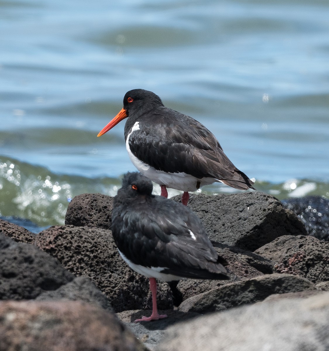 Pied Oystercatcher - ML647498447