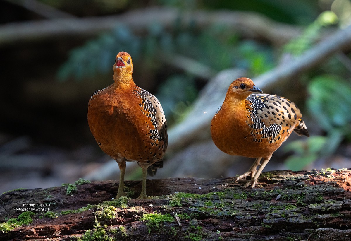 Kırmızı Başlı Kara Keklik - ML647498453