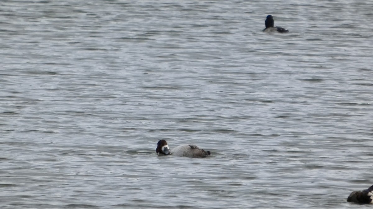 Морская чернеть - ML647498459