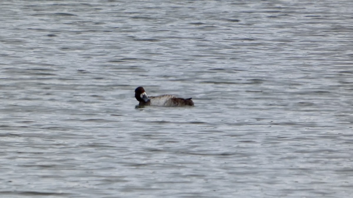 Морская чернеть - ML647498460