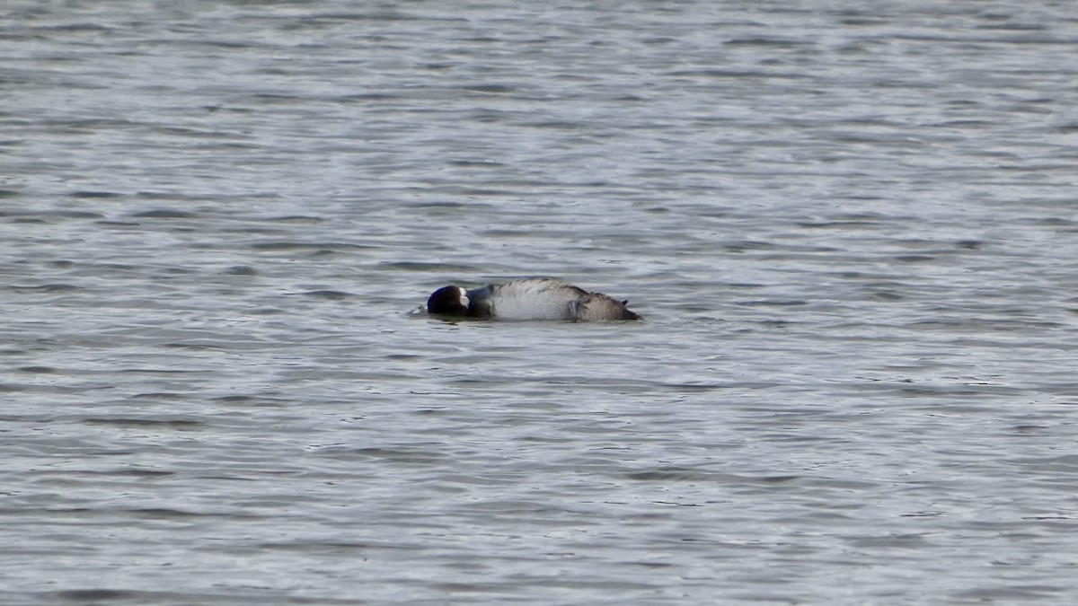 Морская чернеть - ML647498461