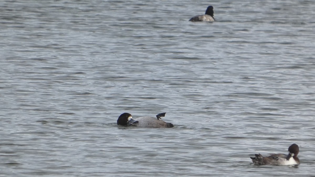 Морская чернеть - ML647498463