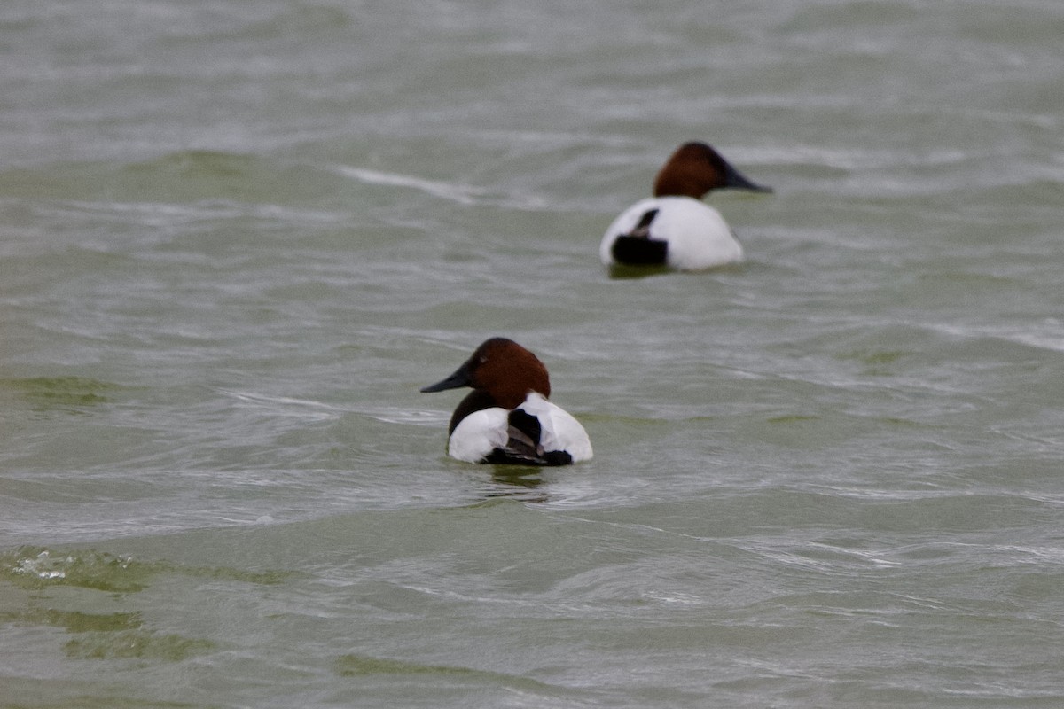 Fuligule à dos blanc - ML647498464