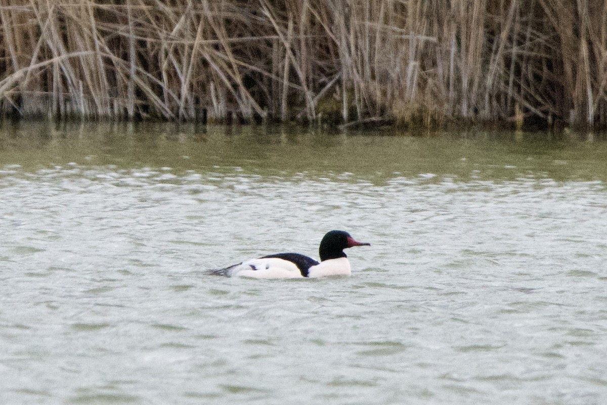 Grand Harle - ML647498468