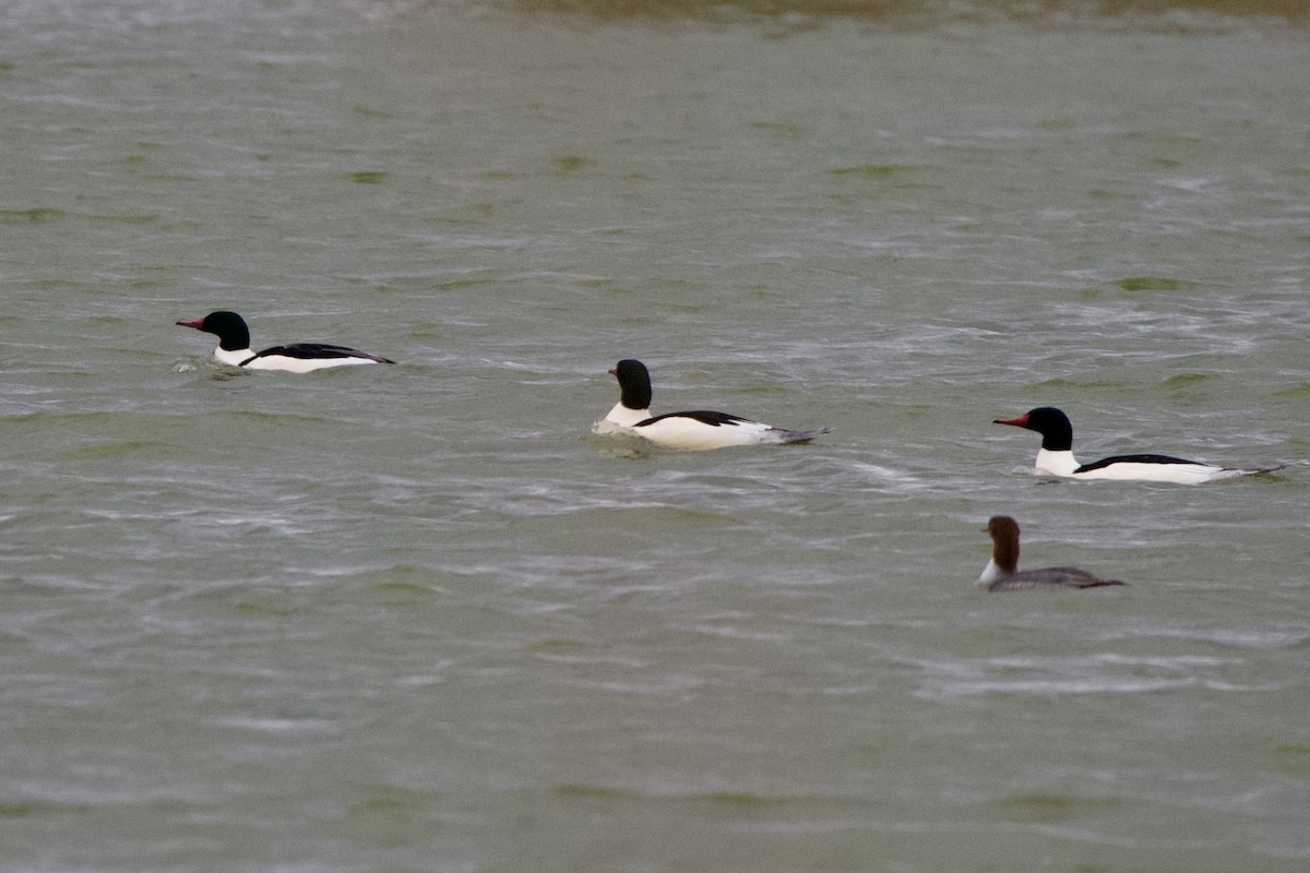 Grand Harle - ML647498469