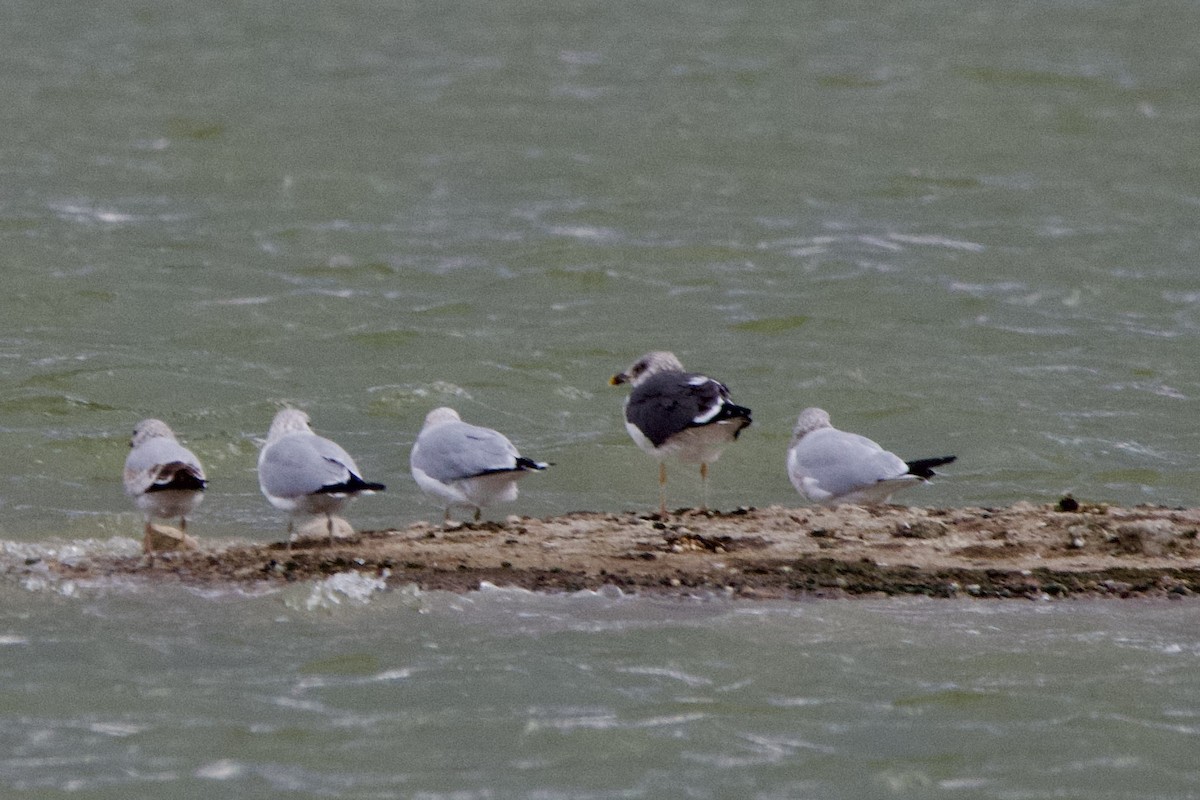 Lesser Black-backed Gull - ML647498470
