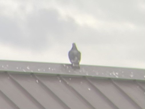 Kaya Güvercini (evcil tip) - ML647498473