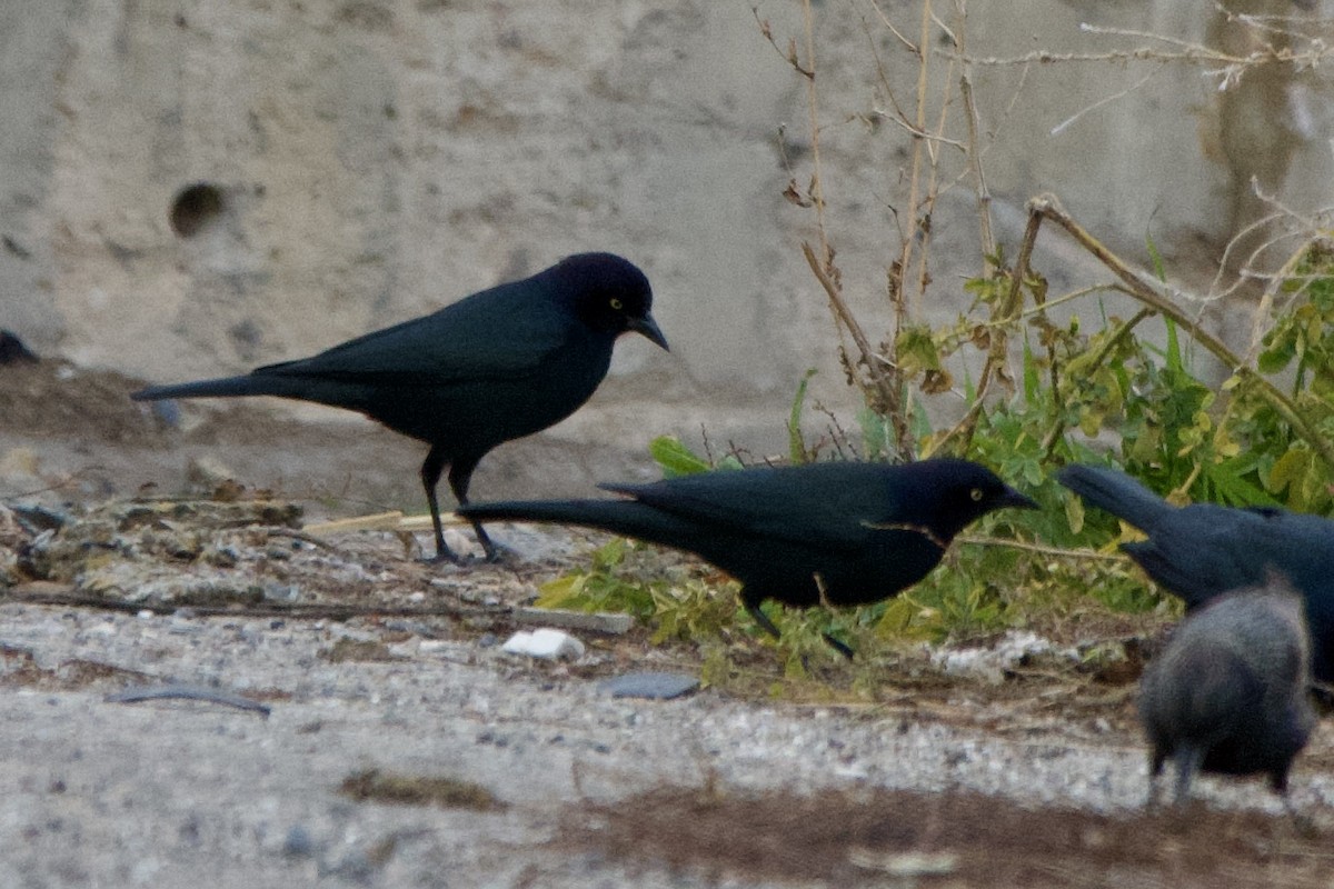 Quiscale de Brewer - ML647498474