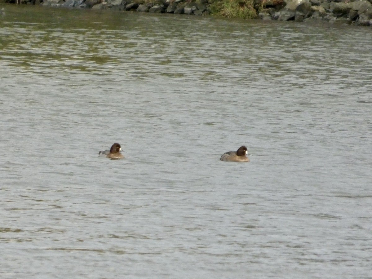 Морская чернеть - ML647498475