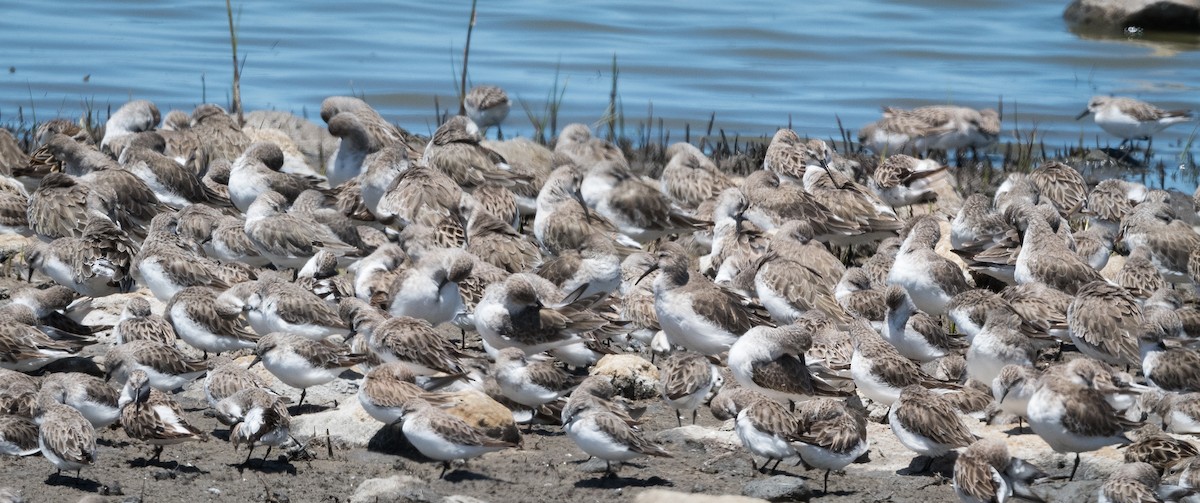 Curlew Sandpiper - ML647498495
