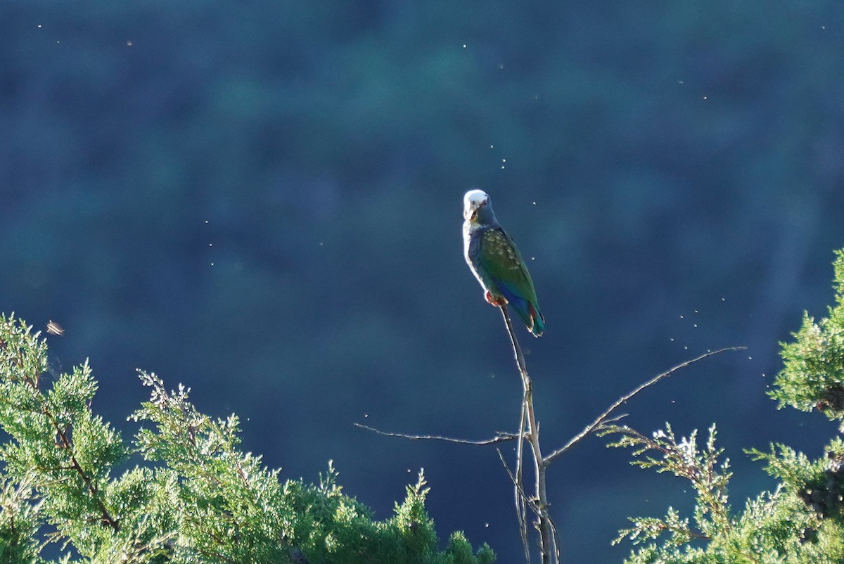 Loro Senil - ML647498518