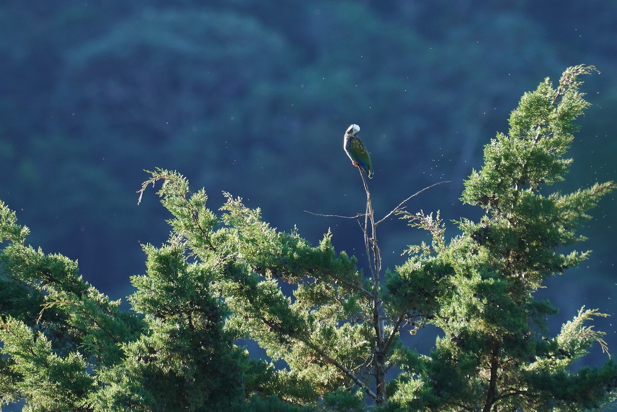 Loro Senil - ML647498519