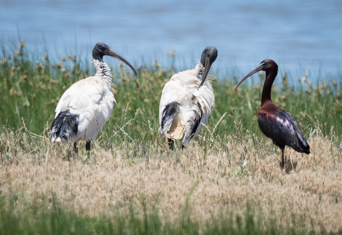 Glossy Ibis - ML647498520
