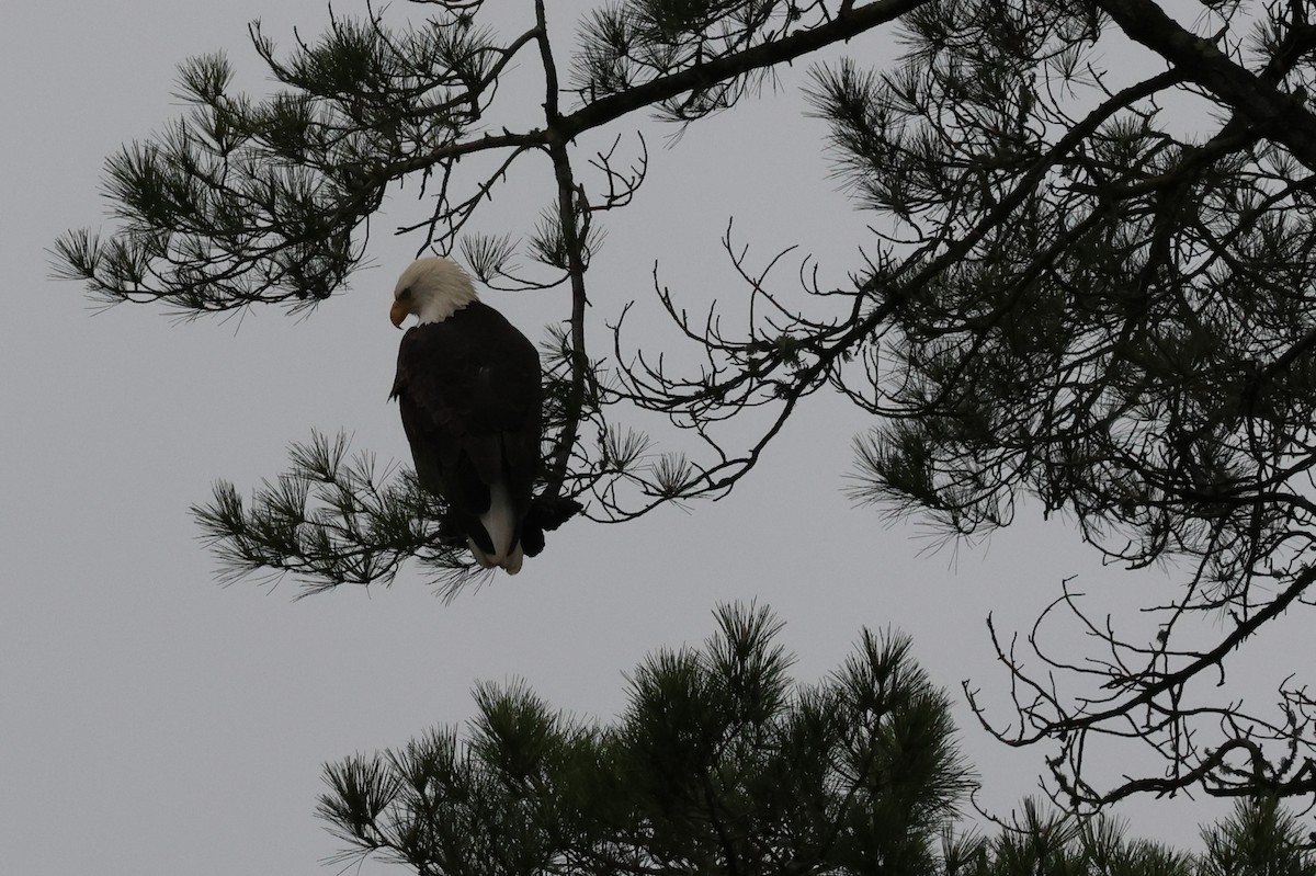 Bald Eagle - ML647498535