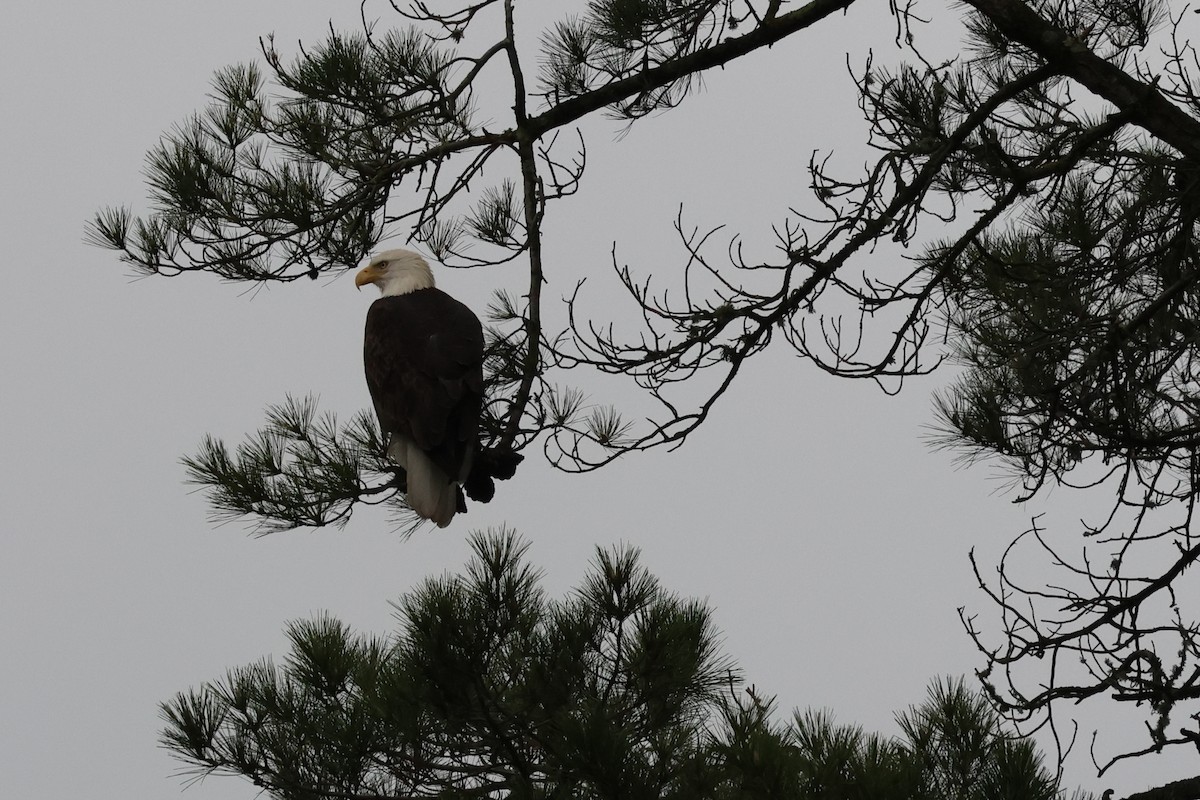 Bald Eagle - ML647498536