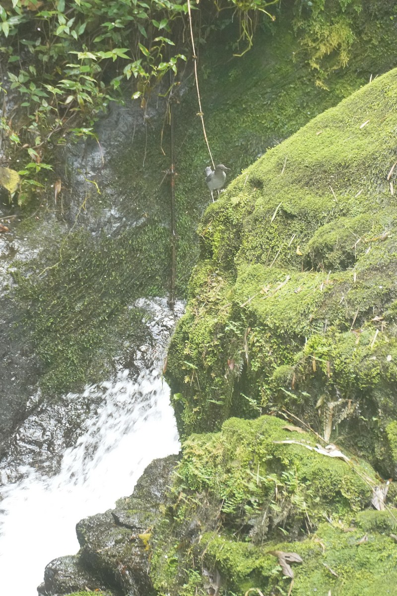American Dipper - ML647498539