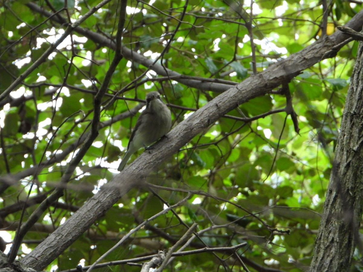 Common Woodshrike - ML647498547