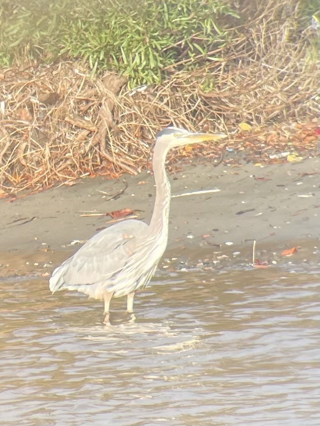 Great Blue Heron - ML647498550