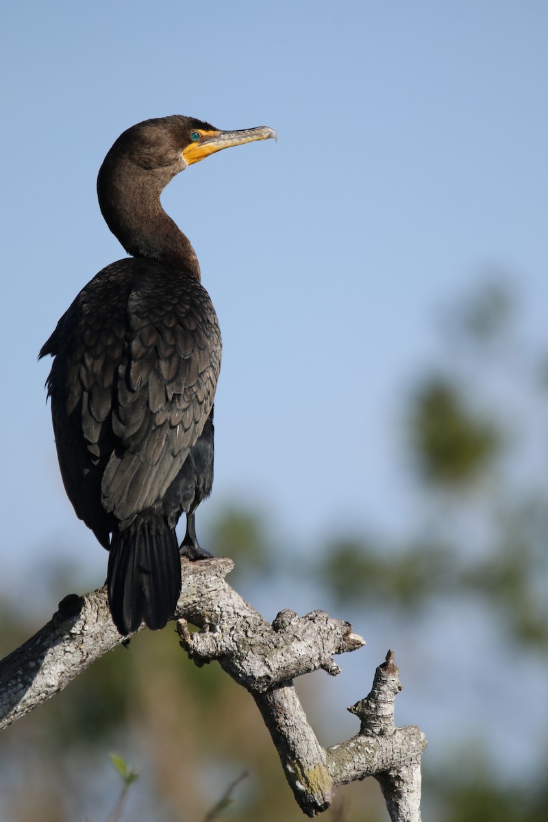 Double-crested Cormorant - ML647498553