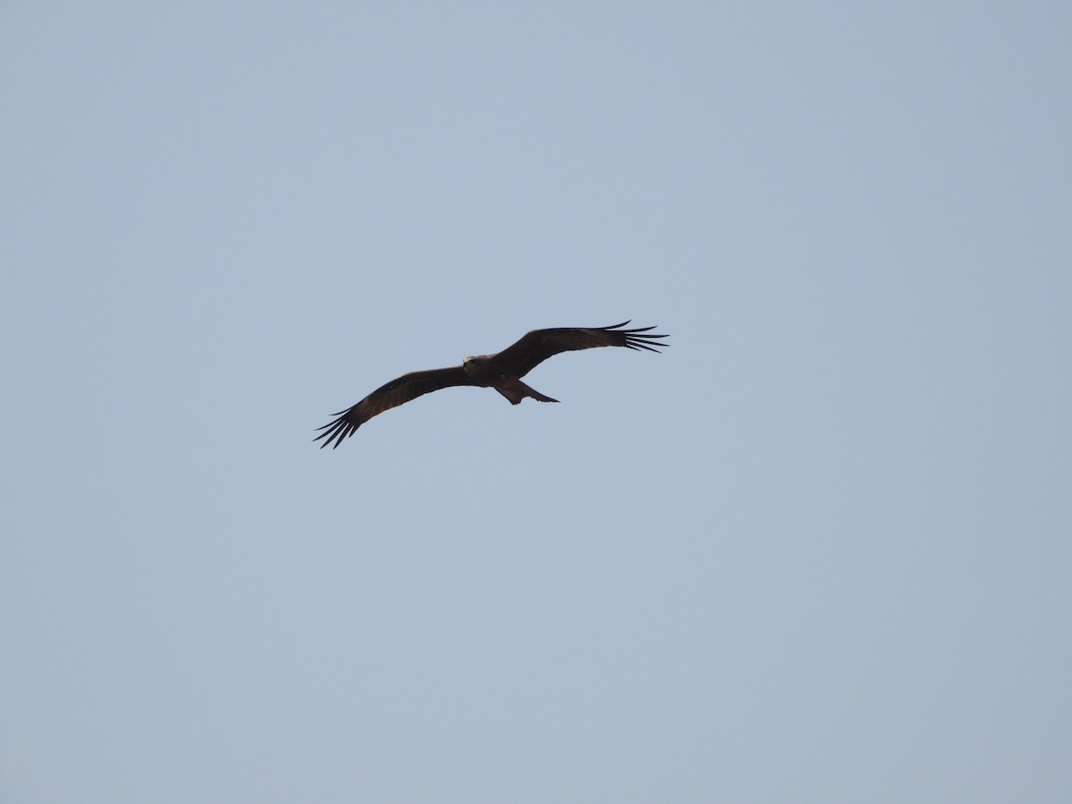 Black Kite - ML647498554