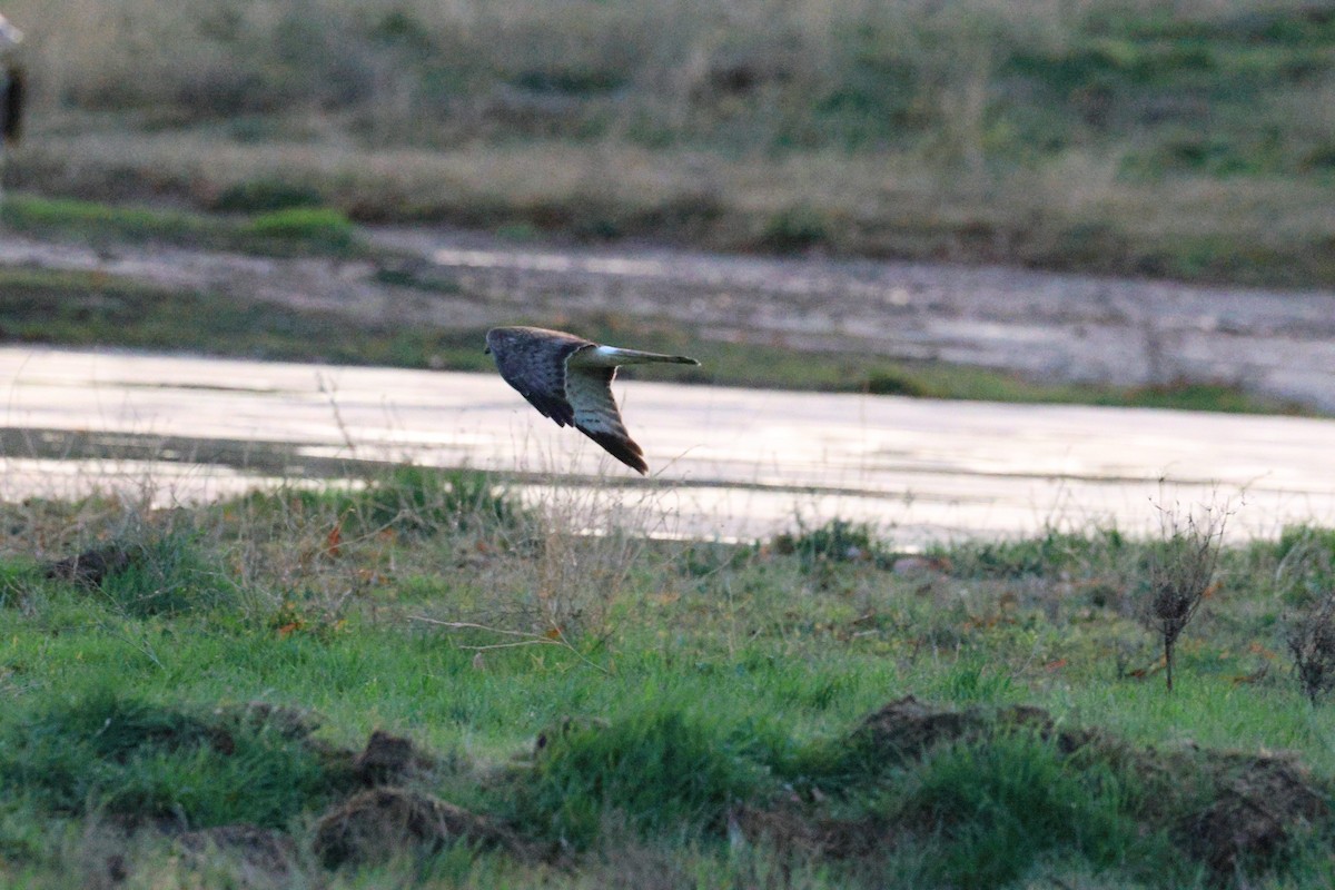 Northern Harrier - ML647498555