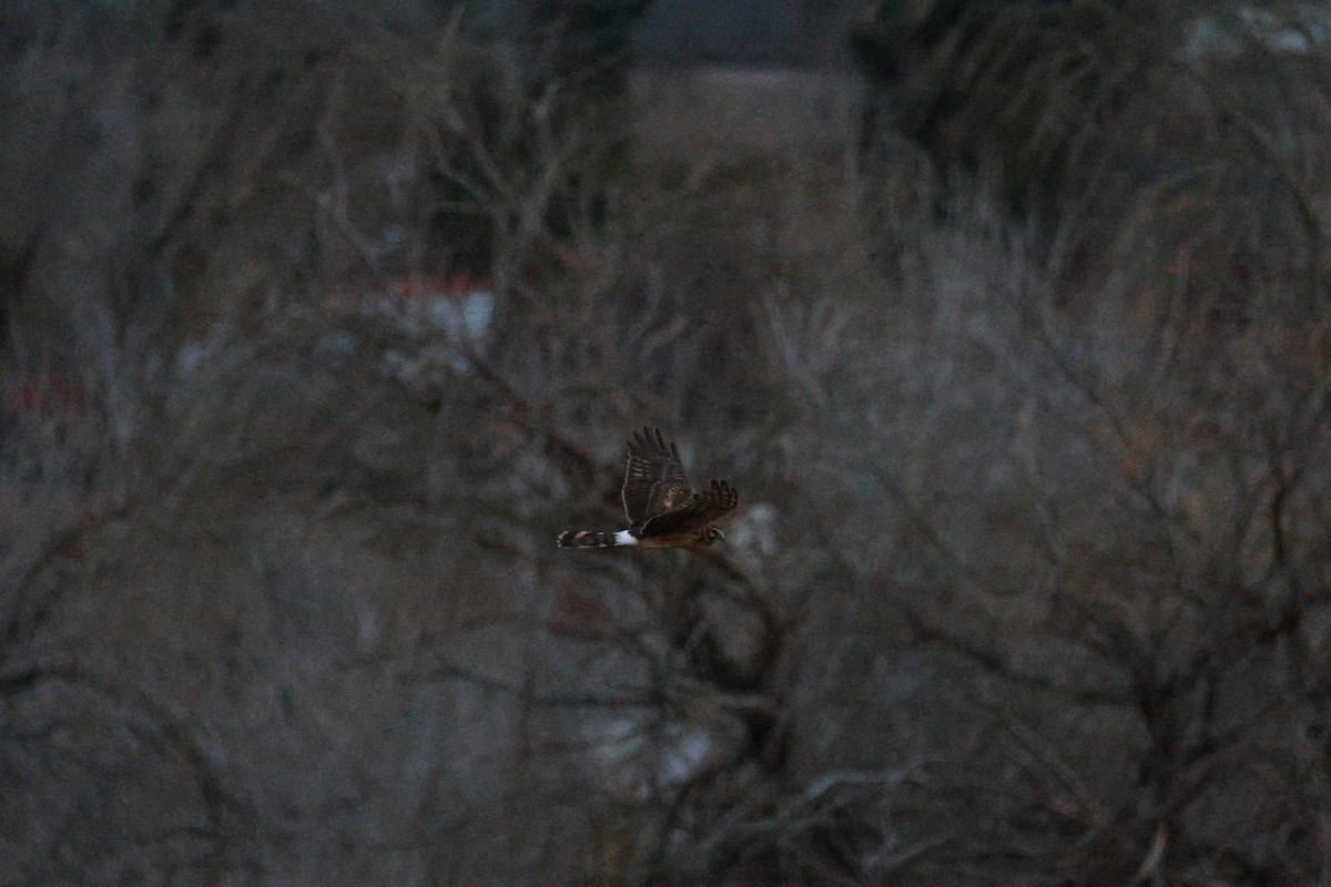 Northern Harrier - ML647498556