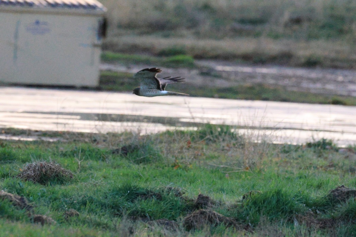 Northern Harrier - ML647498557