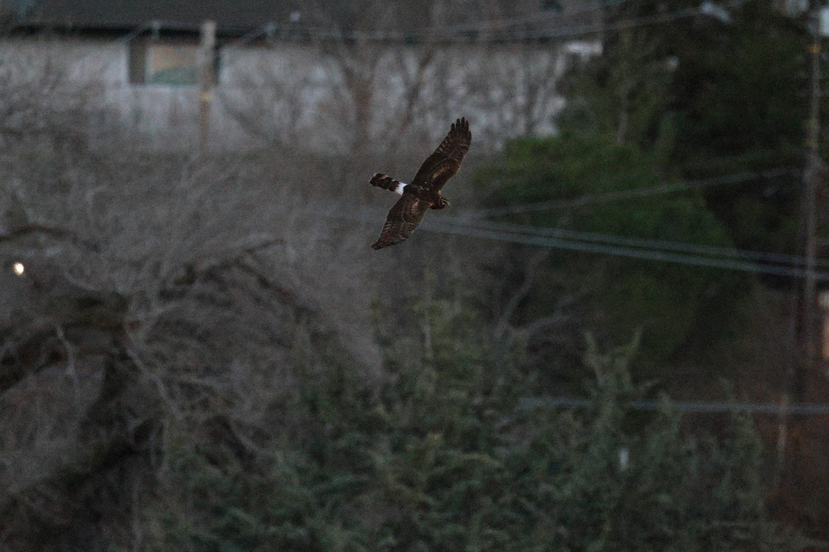 Northern Harrier - ML647498558