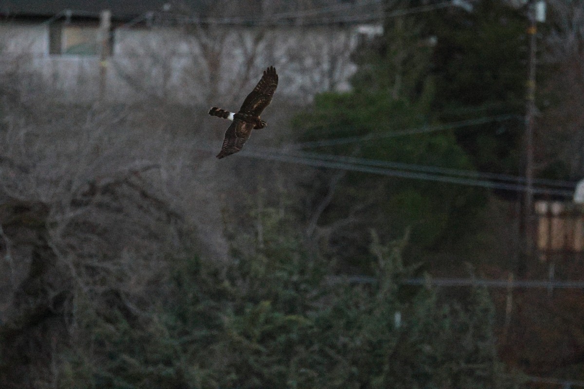 Northern Harrier - ML647498559
