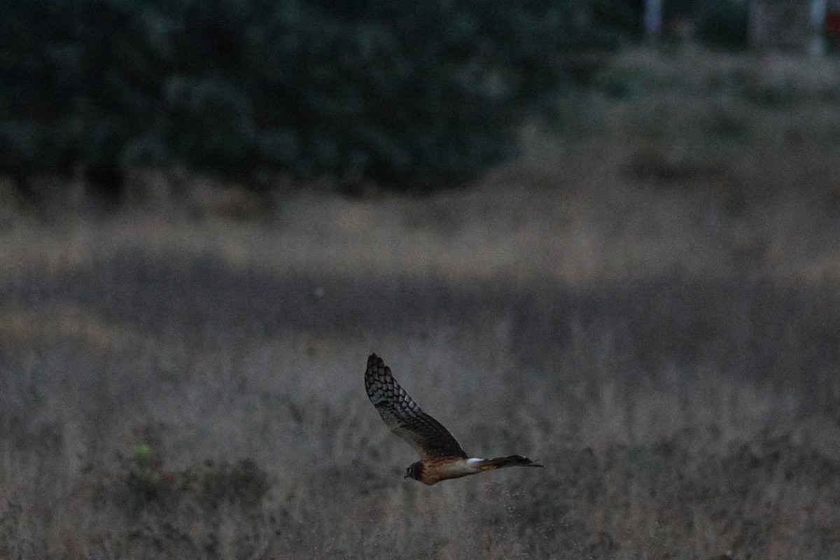 Northern Harrier - ML647498560