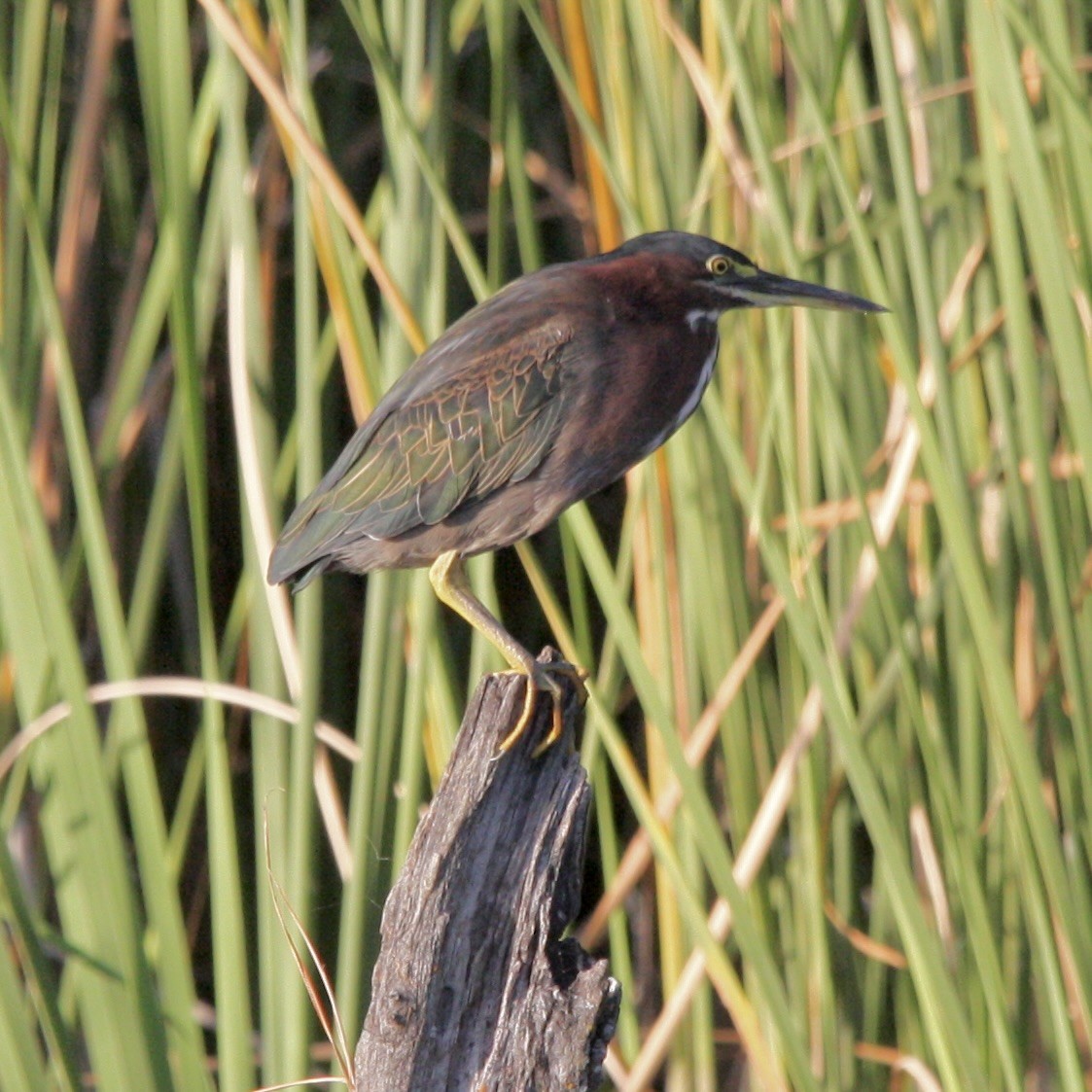 Green Heron - ML647498561