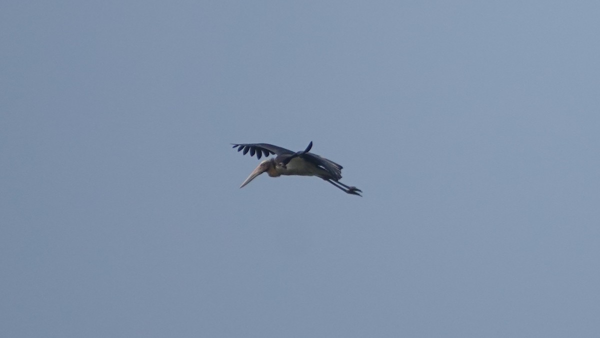 Lesser Adjutant - ML647498562