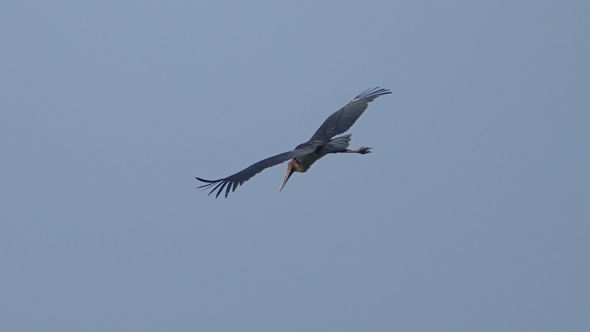 Lesser Adjutant - ML647498563