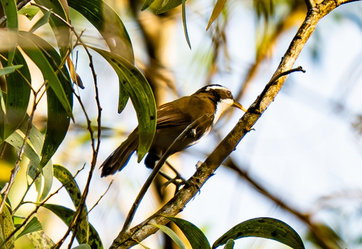 Indian Scimitar-Babbler - ML647498564