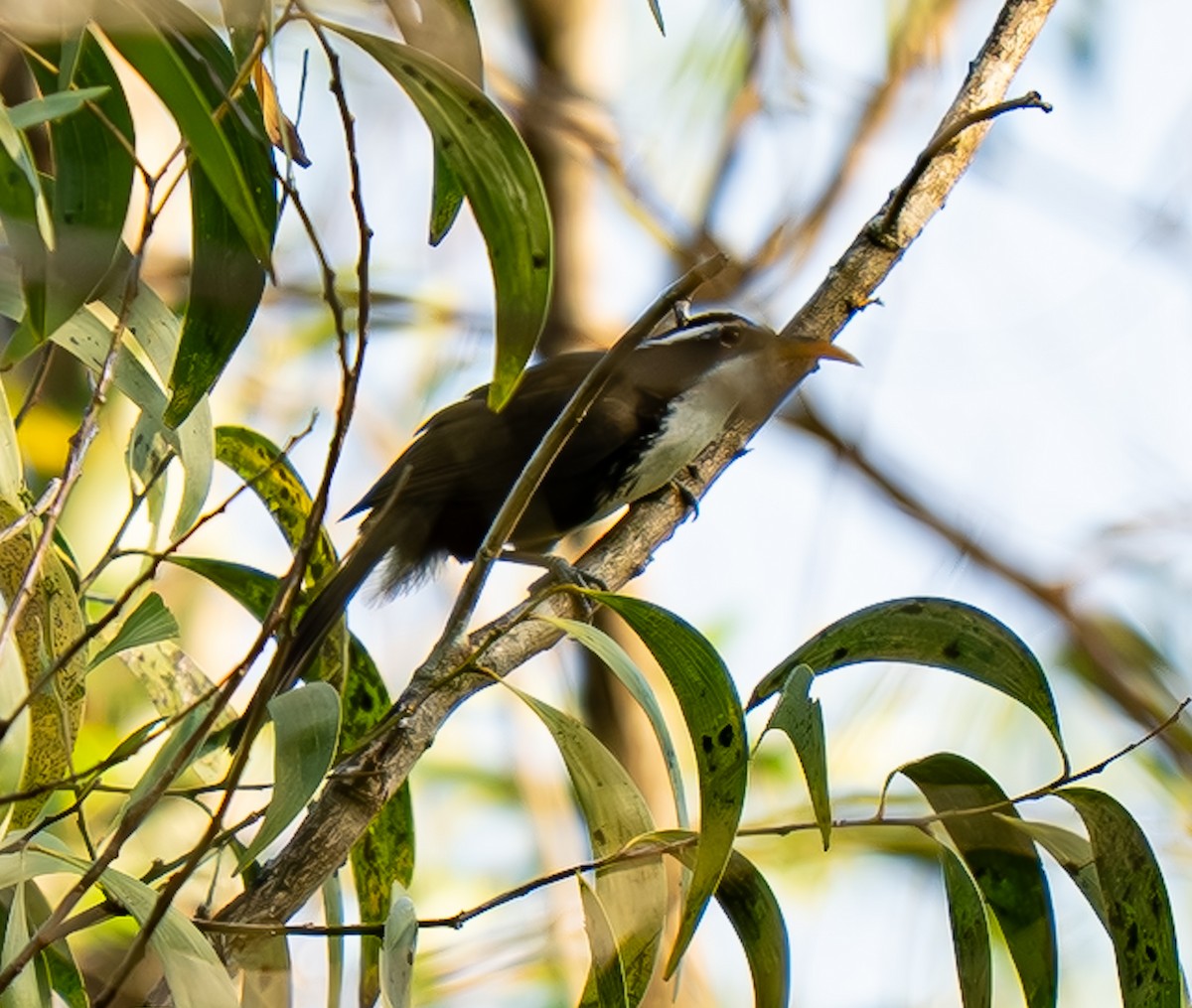 Indian Scimitar-Babbler - ML647498565