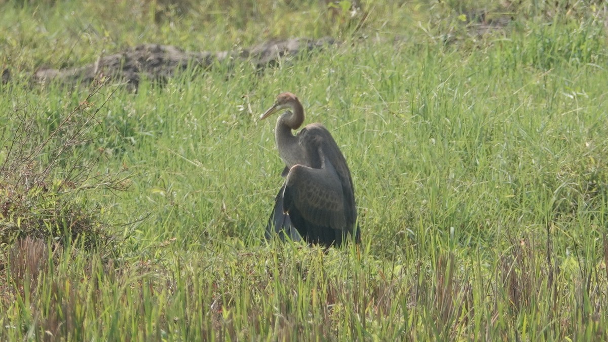 Purple Heron - ML647498566