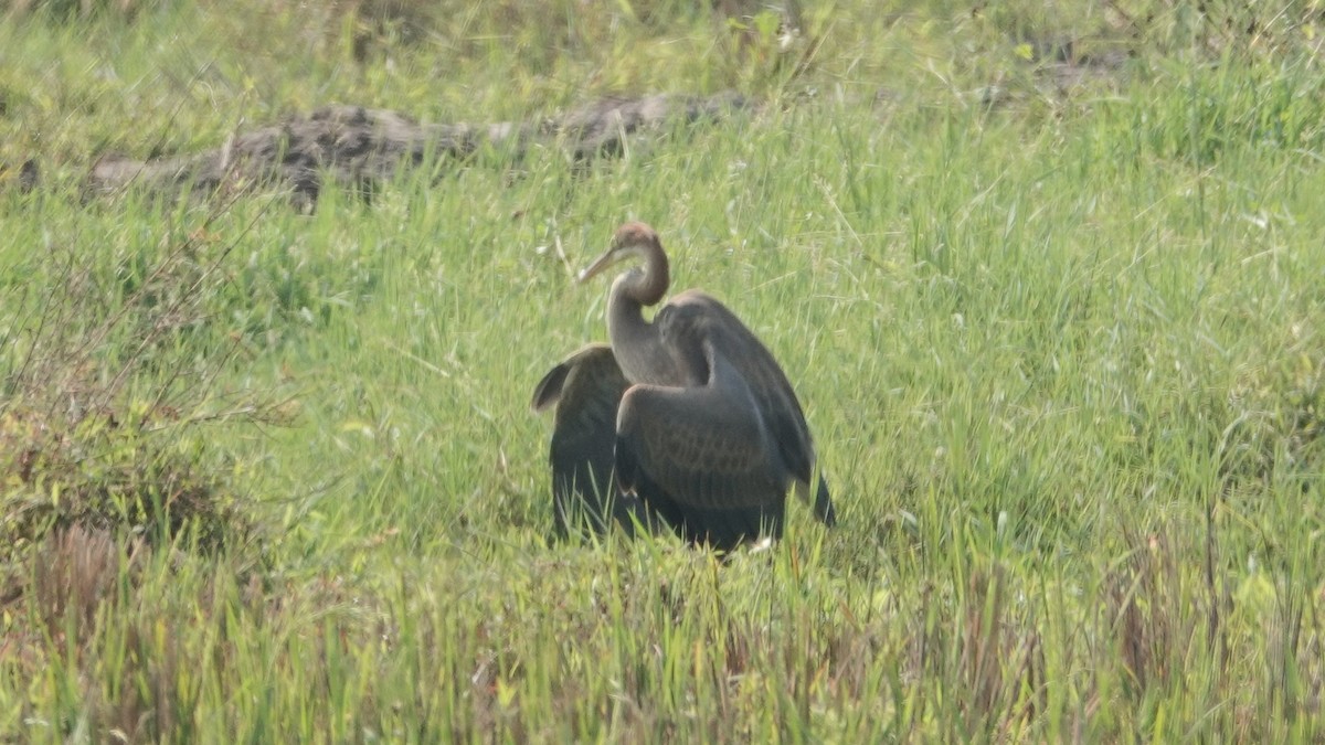 Purple Heron - ML647498567