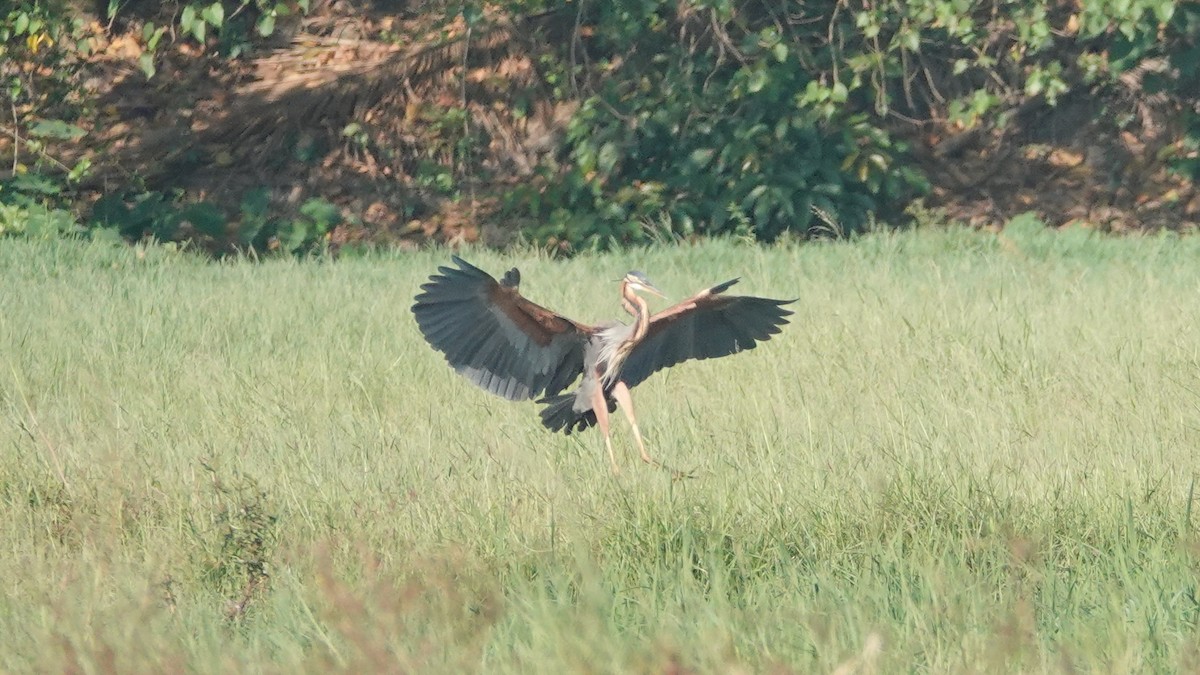 Purple Heron - ML647498568