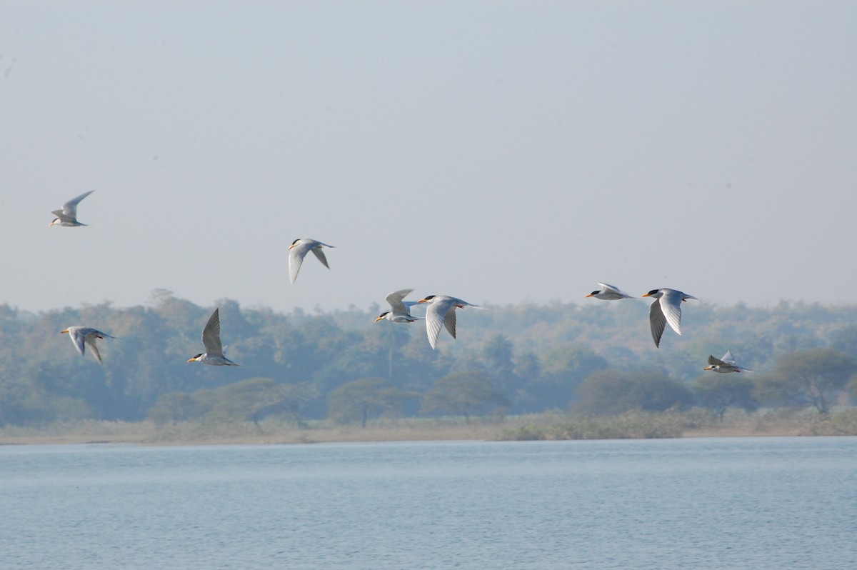 River Tern - ML647498569