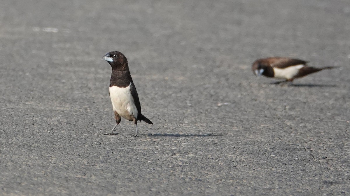 White-rumped Munia - ML647498570