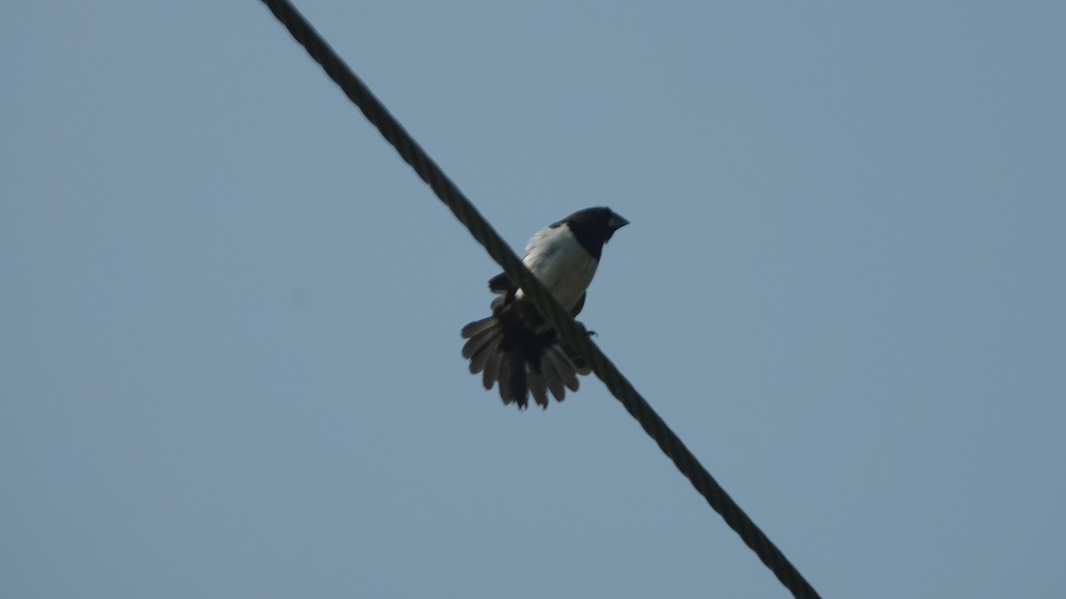 White-rumped Munia - ML647498571
