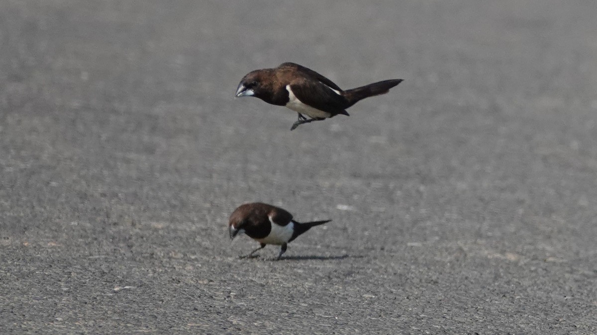 White-rumped Munia - ML647498572