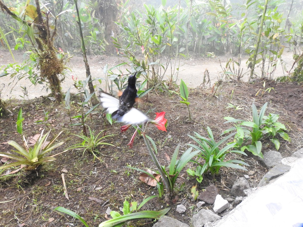 Velvet-purple Coronet - ML647498573