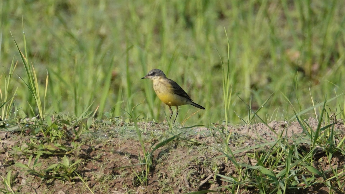 Western Yellow Wagtail - ML647498574