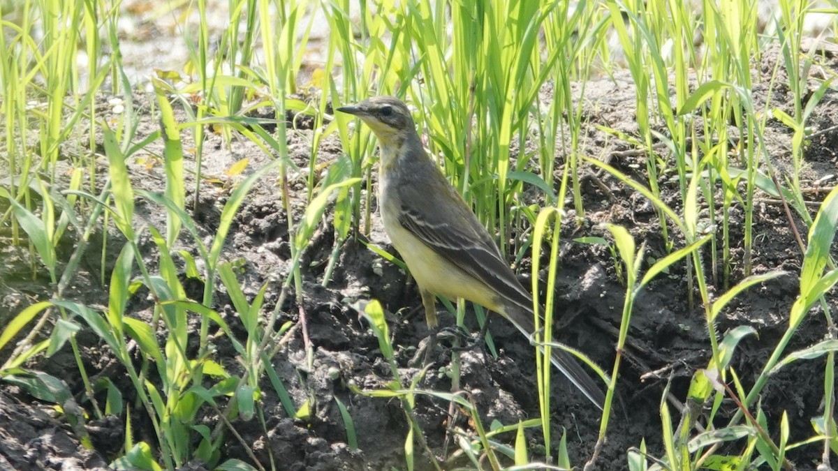 Western Yellow Wagtail - ML647498575