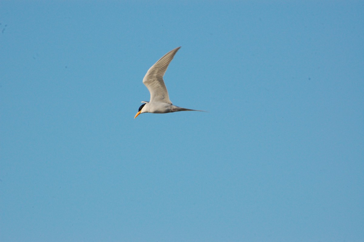 River Tern - ML647498576