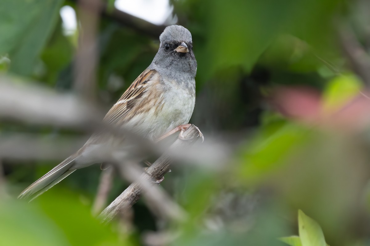 Вівсянка сибірська - ML647498585